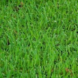 Turf